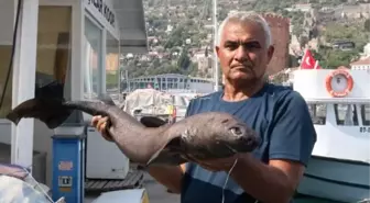 Alanya'da Derinliklerden 'Ninja Lanternshark' Türü Köpek Balığı Yakalandı