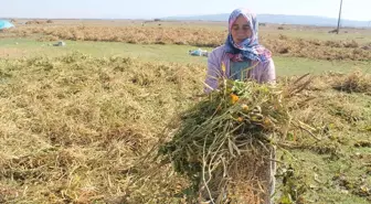 Manyas Kazak Fasulyesi Türk Patent ve Marka Kurumu tarafından tescillendi