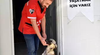 Bitlis'te 200 sahipsiz köpek kısırlaştırıldı