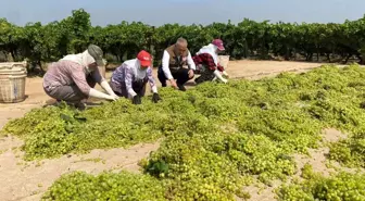 Manisa'da Üzüm Hasadı Devam Ediyor, Kurutma İşlemleri Başladı
