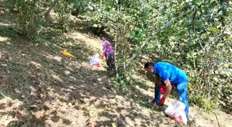 Ordu'da Fındık Hasadı Sıcak Hava Nedeniyle Zorlaşıyor