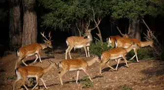 Alageyiklerin nesli 'gen merkezi'ndeki çalışmalarla korundu