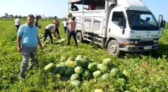 Bafra Ovası'nda Bafra karpuzu hasadı sona erdi