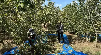 Sakarya'da Fındık Hasadı Sıcak Havada Devam Ediyor