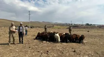 Erzurum'da Hayvan Hırsızlığı Yapan 4 Kişi Yakalandı