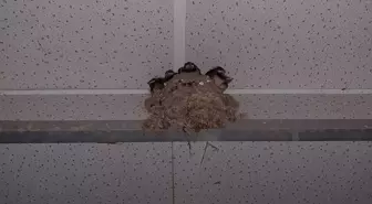 Çorum'da Cami Tuvaletine Yuva Yapan Kuşlar İçin Uyarı