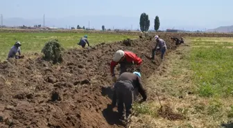 Muş Ovası'nda Yetişen Meyan Kökü Geçim Kaynağı Oldu