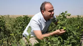 Niğde Ömer Halisdemir Üniversitesi Tarımsal Araştırma Merkezi Atıl Araziyi Üretime Kazandırdı