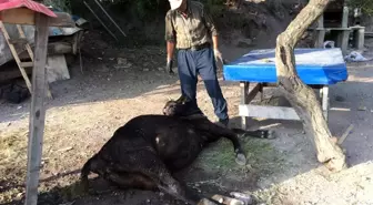 Kuru Ekmek Yiyen İnekler Çatlayarak Telef Oldu