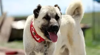 Türkiye'deki köpek cinsleri ve ırkları: Yerel ve uluslararası