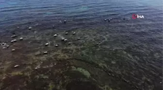 Van Gölü'nde sular çekildi, asırlık toplu mezar ortaya çıktı