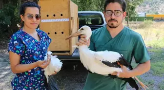 Burdur'dan Antalya'ya getirilen 3 leylek yavrusu doğaya salındı