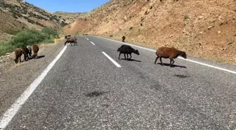 Erzurum Valiliği, kaymakamın çobana ceza kestiği iddialarını yalanladı