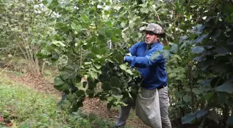 Ordu Büyükşehir Belediyesi Fındık Hasat Projesi ile İşçi Bulma Sorununu Çözüyor