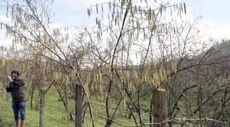 SUBÜ Ziraat Fakültesi'nden Fındık Islahı Çalışmaları