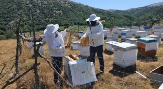 Çorum Mecitözü'nde Bal Hasat Sezonu Başladı