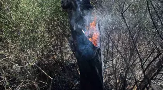 Antalya Kepez'te çıkan ot yangınında onlarca zeytin ağacı yandı