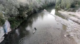 Tunceli'de Sıcaktan Bunalan Köpekler Tağar Çayı'nda Serinledi