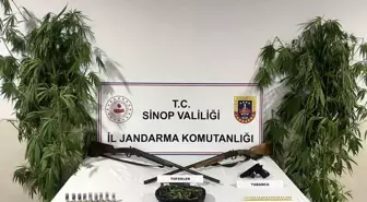 Sinop'ta Uyuşturucu Operasyonu: 100 Gram Esrar ve 4 Kök Kenevir Ele Geçirildi