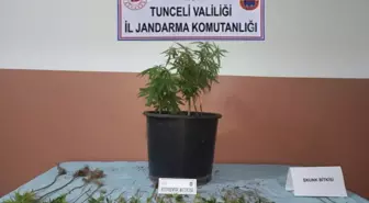 Tunceli'de uyuşturucu yetiştiren şüpheli gözaltına alındı