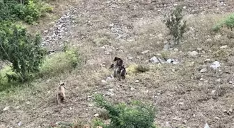 Artvin'de Nehirden Su İçen Ayı ve Yavruları Kaydedildi