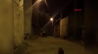 Erzurum'da Yavru Ayı Yakalandı ve Annesinin Yanına Bırakıldı