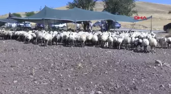 Elazığ'da 'koç katımı' töreni düzenlendi