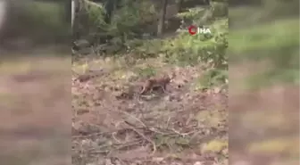 Nesli tükenme tehlikesinde olan vaşak ile karşılaştı, sohbeti gülümsetti