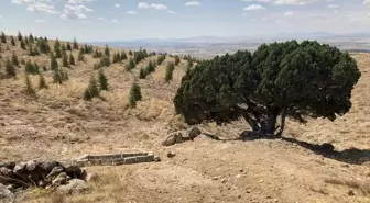 Nevşehir'deki Anıt Ağaçlarının Tespiti Tamamlandı