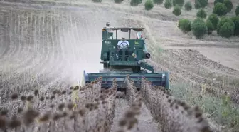 Trakya'da Ayçiçeği Hasadı Devam Ediyor