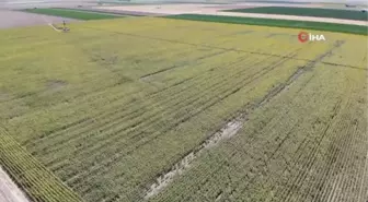 Aksaray'da Ay Çekirdeği Hasadı Başladı