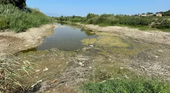 Büyük Menderes Nehri'nde Kuraklık Nedeniyle Toplu Balık Ölümleri