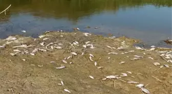 Büyük Menderes Nehri'nde Toplu Balık Ölümleri Yaşanıyor