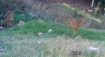 Bozkırın yaban hayatı fotokapanda: Vaşak, karaca, su samuru böyle görüntülendi