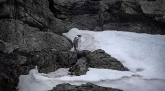 Küresel ısınma imparator penguenlerinin sayısını düşürüyor