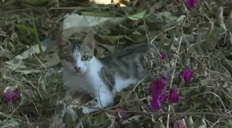 Antalya Büyükşehir Belediyesi Sahipsiz Hayvanlara İlaçlama Yaptı