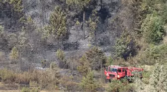 Çankırı'nın Ilgaz ilçesinde orman yangını çıktı