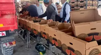 İhracatlık karpuzda hasat dönemi başladı