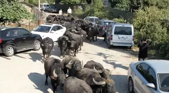 Kocaeli Büyükşehir Belediyesi Üreticilere Damızlık Manda Boğası Desteği Verdi