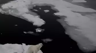 Kutup ayılarının eriyen dünyası 'Kuzey Kutbu'