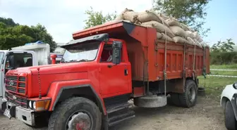 TMO Ordu'da fındık alımına başladı