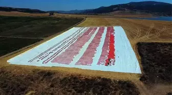 Yozgat'ın Çekerek ilçesinde domates hasadı başladı