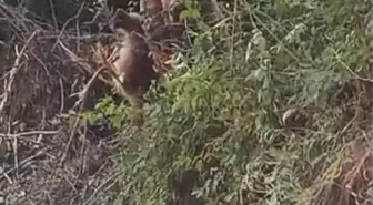 Şavşat'ta Mahsur Kalan Yavru Ayı Kurtarıldı