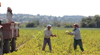 Bafra Ovası'nda Kavun Hasadı Devam Ediyor