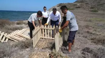 Bodrum'da kum zambakları koruma altında zarar verenlere rekor ceza geliyor