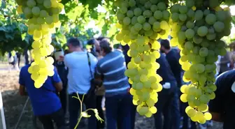 Tekirdağ'da Bağ Bozumu Şenliği Düzenlendi