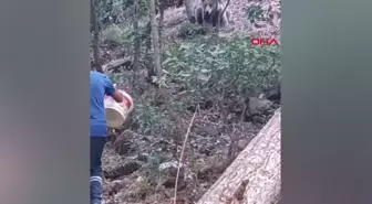 Tunceli'de Yaban Hayvanlarına Yiyecek Verme Uyarısı