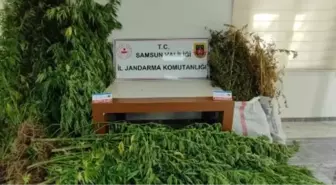 Samsun'da uyuşturucu operasyonu: 13 kilo esrar ele geçirildi