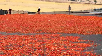 Şanlıurfa'da İsot Üretimi: Kadınlar Ellerinde Zorlu Bir Sürecin Ardından İsotları Hazırlıyor