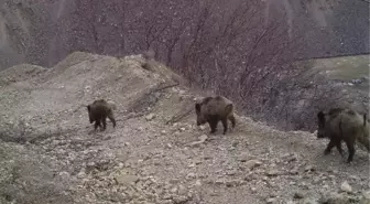 Bingöl'de Fotokapanlarla Yaban Hayvanları Görüntülendi